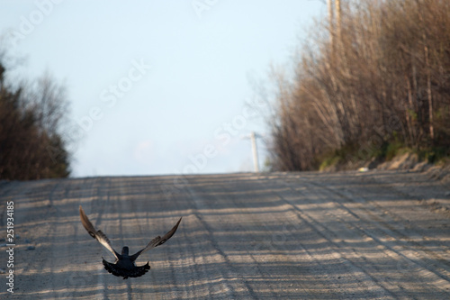 Capercaillie flies over the forest road photo