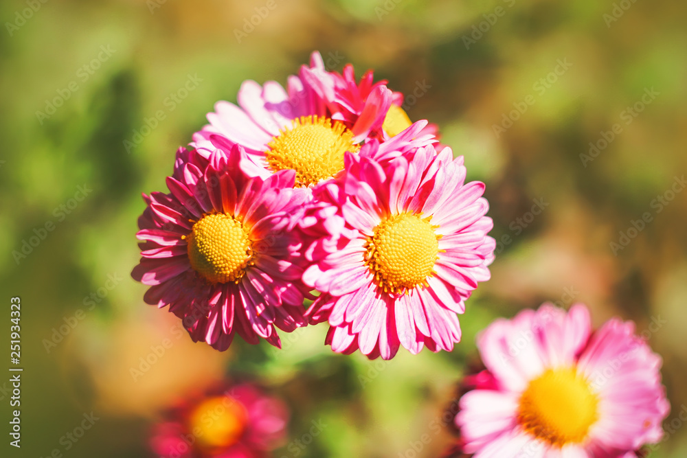 Fototapeta premium bright blooming flowers. tinted.
