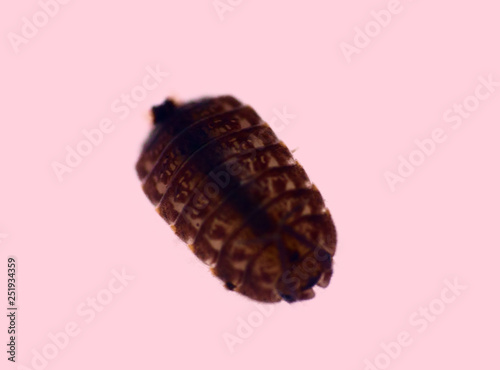 The sow bug (wood louse) in ultra close-up photo