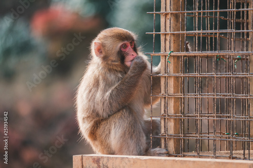 Kyoto Monkey