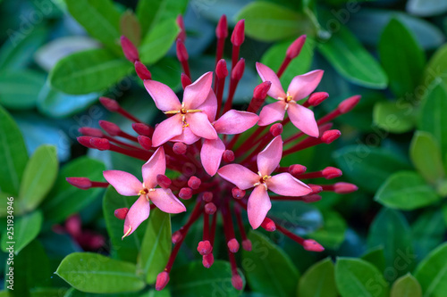 Chinese ixora in the philippines