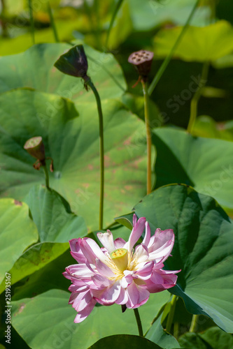 Lotus flower in pond  Japan