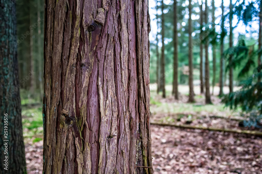 Trunk of evergreen thuja with red-brown bark, against the background of the forest, spring cloudy day. Trunk of evergreen thuja with red-brown bark, against the background of the forest, spring cloudy day.