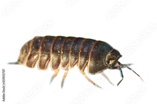 The sow bug (wood louse) in ultra close-up photo