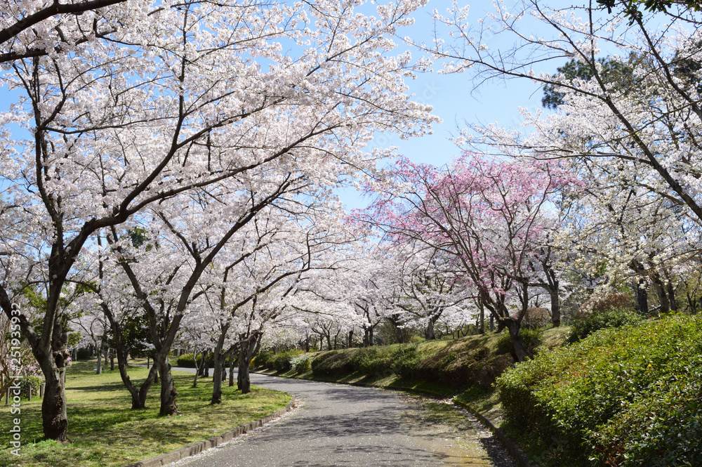 Spring in Japan,A park with a lot of cherry blossoms Spring in Japan,A park with a lot of cherry blossoms
