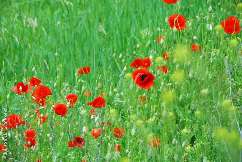 Obraz premium field of poppies