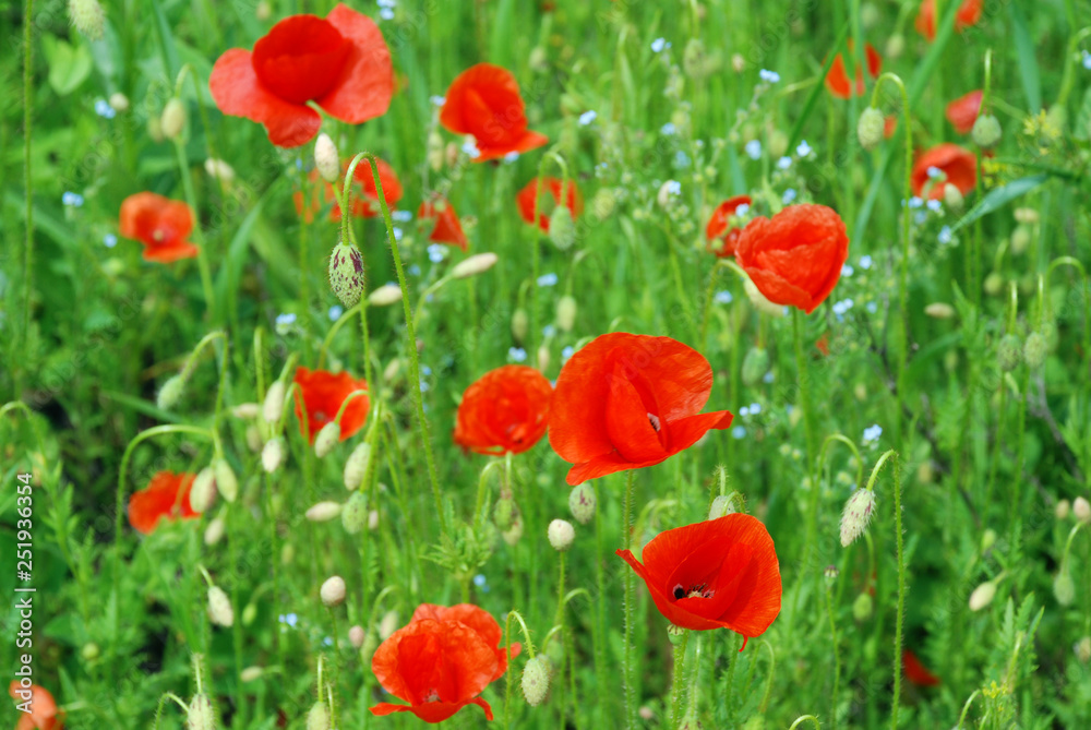 Obraz premium wildflowers