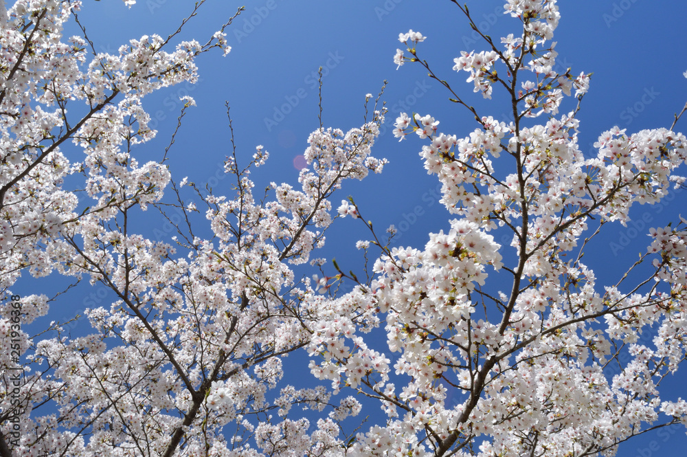 Cherry blossoms and blue sky