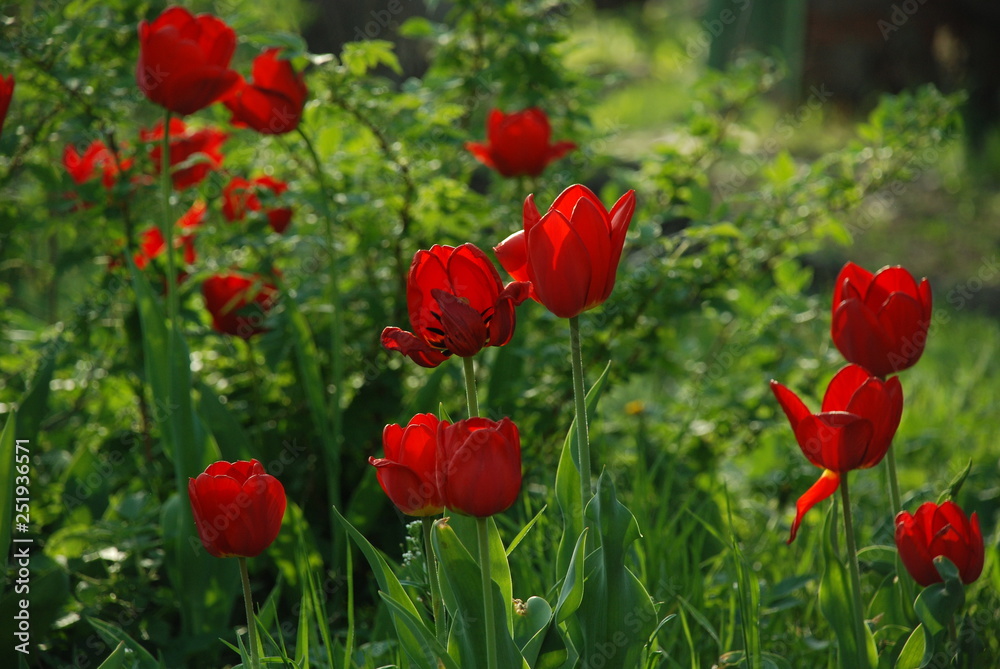 field of red poppies translucent in the sun