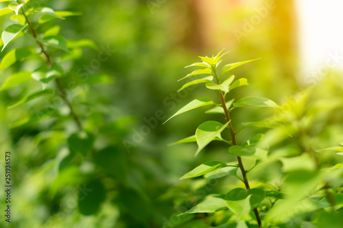Fototapeta Naklejka Na Ścianę i Meble -  Closeup nature view of green leaf on blurred greenery background