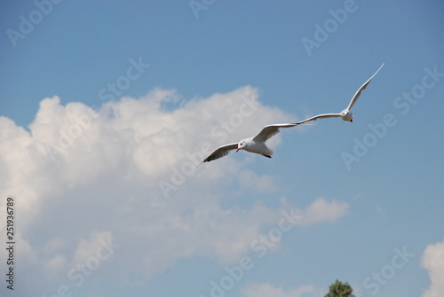  a couple of seagulls in the sky