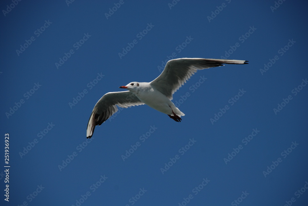 Obraz premium Seagull in flight from below on a solid blue background