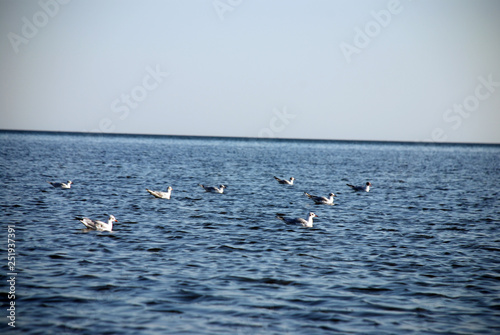 seagulls floating in the sea
