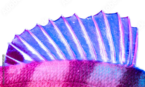 Perch fish fins in blue and pink color isolated on white background