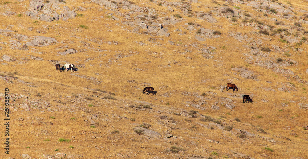 Horses graze in the mountains in the south of Kazakhstan Horses graze in the mountains in the south of Kazakhstan