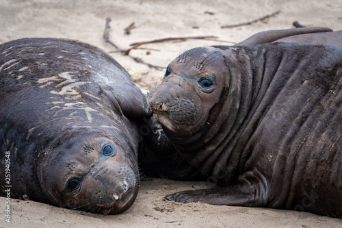 Northern Elephant Seal pups (Mirounga angustirostris) rest on the beach during mating season, at Ano Nuevo State Park and preserve, along the Pacific Coast of California, in Pescadero. 