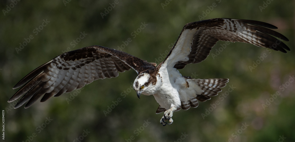 Fototapeta premium Osprey 