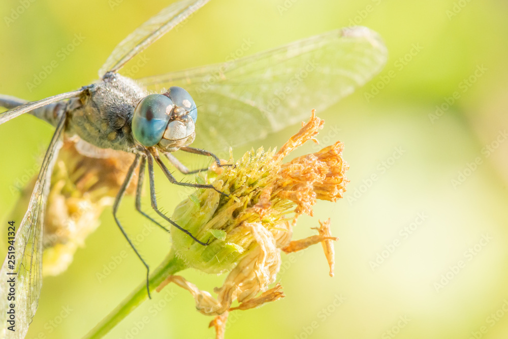 Dragonfly with blue big eye are eating honeydew on flowers with bokeh of nature background. Dragonfly with blue big eye are eating honeydew on flowers with bokeh of nature background.