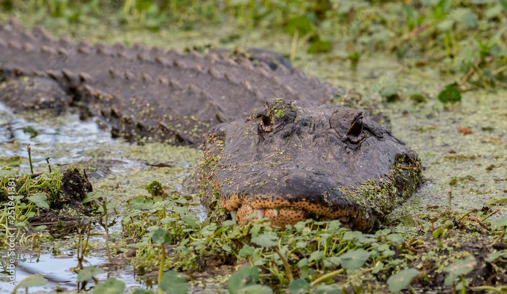 Naklejka premium Alligator in Florida