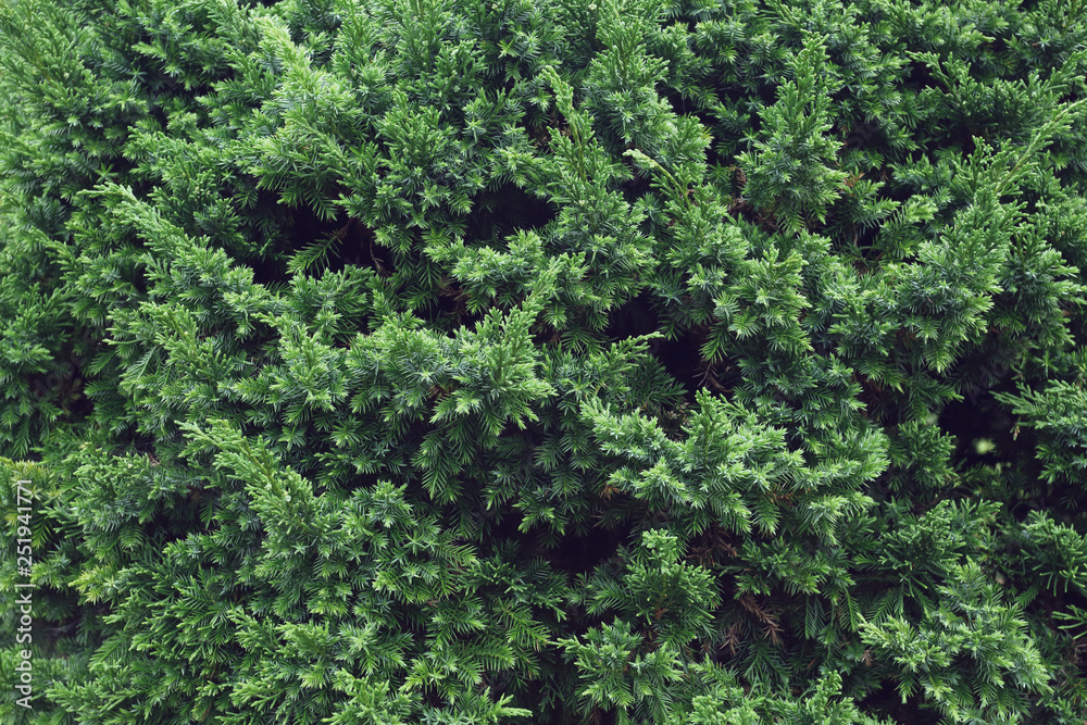 green pine tree in nature