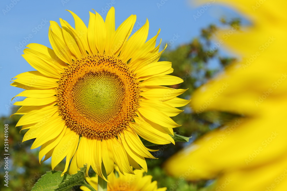 beautiful sunflower blossom blooming in the morning day of springtime