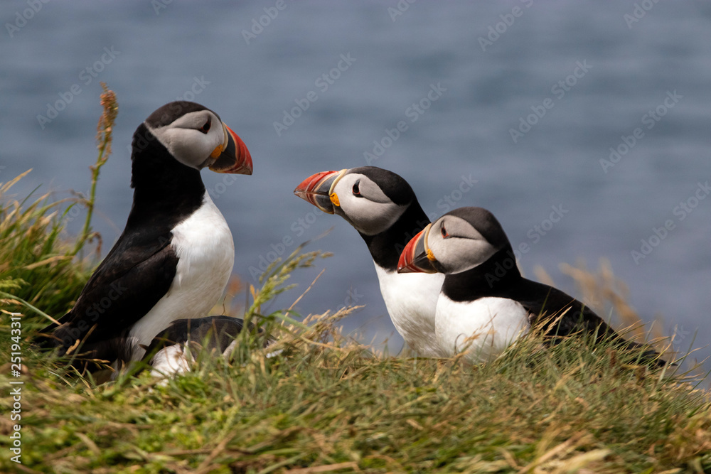 Naklejka premium Puffins