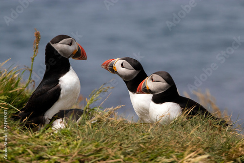 Puffins