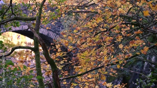 Autumnal Maple Leaves Waving on the Breeze photo