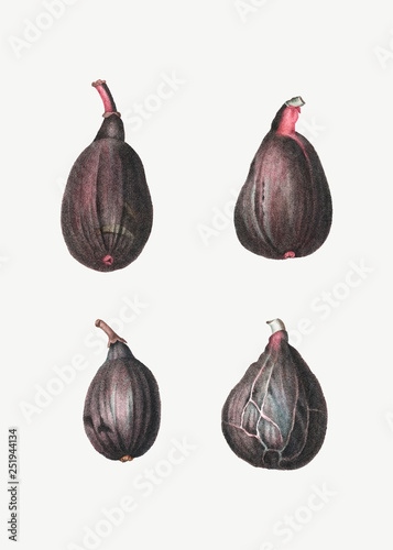 Stages of a fig