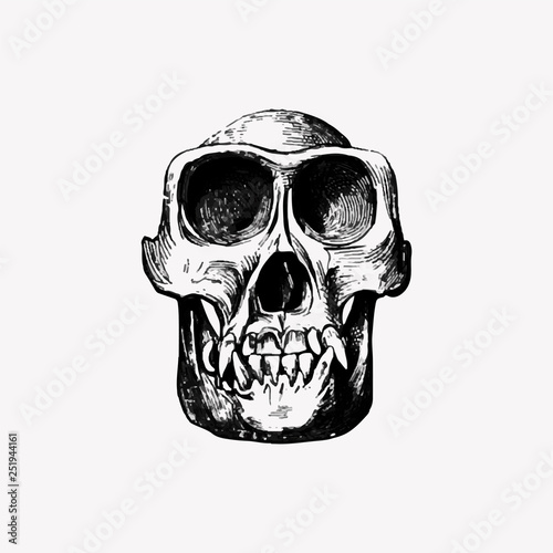Skull in vintage style