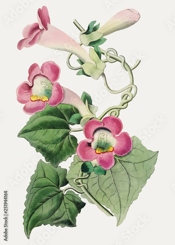 Creeping gloxinia photo