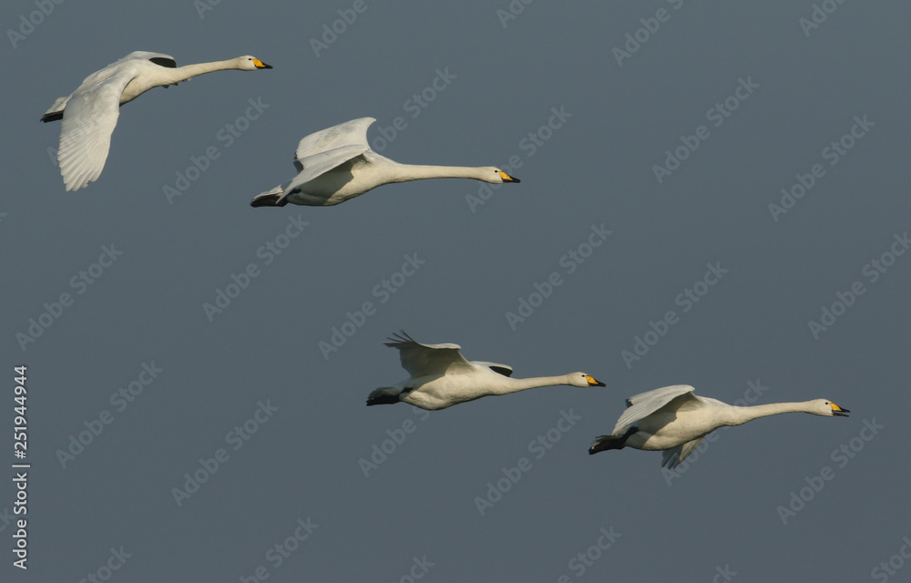 A group of beautiful Whooper Swan, Cygnus cygnus, flying in the blue sky on a cold winters morning. A group of beautiful Whooper Swan, Cygnus cygnus, flying in the blue sky on a cold winters morning.