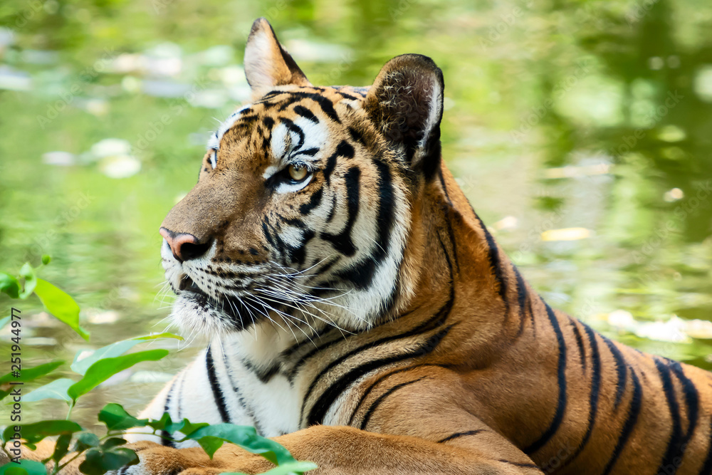 Fototapeta premium Portrait of tiger.