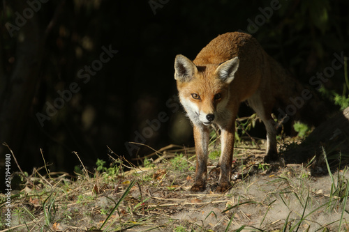 A beautiful Red Fox (Vulpes vulpes) hunting for food on an island at the edge of a lake.	
