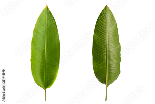 Green leaf isolated on white background