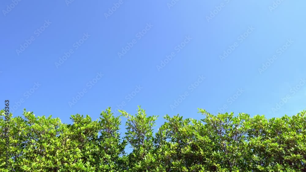 Fresh green trees leaves fence with clear blue sky background Fresh green trees leaves fence with clear blue sky background