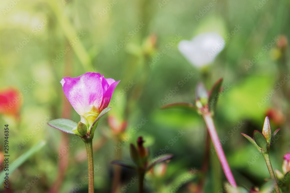 Grass flower in garden 