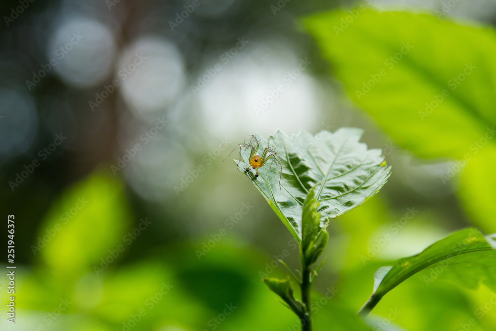 Beautiful grass leaf with water drop in garden Beautiful grass leaf with water drop in garden
