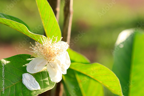 Young organic flower fruit of guava