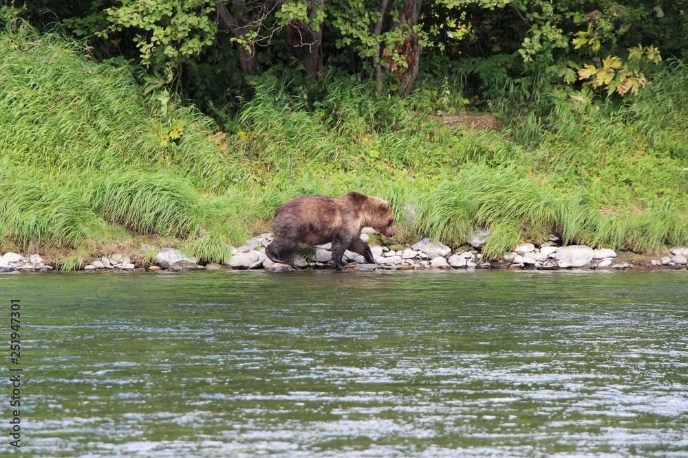 Large wild kamchatka brown bear (Ursus arctos beringianus), also known as the Far Eastern brown bear, walks on the coast of the Bystraya Malkinskaya river on the Kamchatka Peninsula, Russia. Large wild kamchatka brown bear (Ursus arctos beringianus), also known as the Far Eastern brown bear, walks on the coast of the Bystraya Malkinskaya river on the Kamchatka Peninsula, Russia.