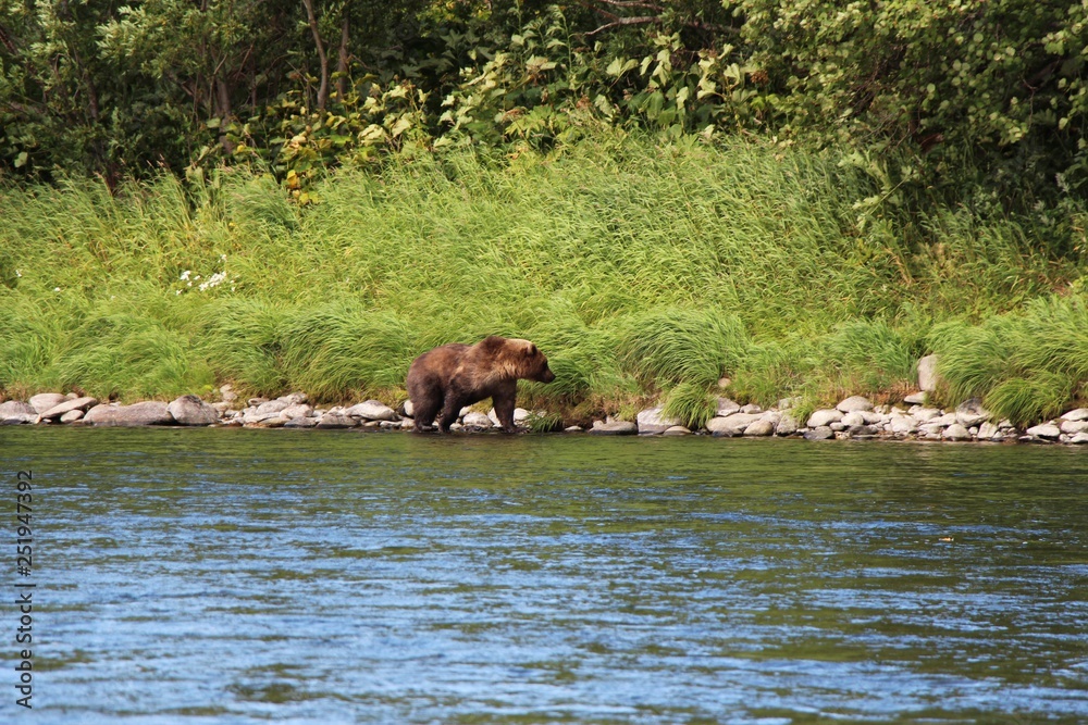 Large wild kamchatka brown bear (Ursus arctos beringianus), also known as the Far Eastern brown bear, walks on the coast of the Bystraya Malkinskaya river on the Kamchatka Peninsula, Russia. Large wild kamchatka brown bear (Ursus arctos beringianus), also known as the Far Eastern brown bear, walks on the coast of the Bystraya Malkinskaya river on the Kamchatka Peninsula, Russia.