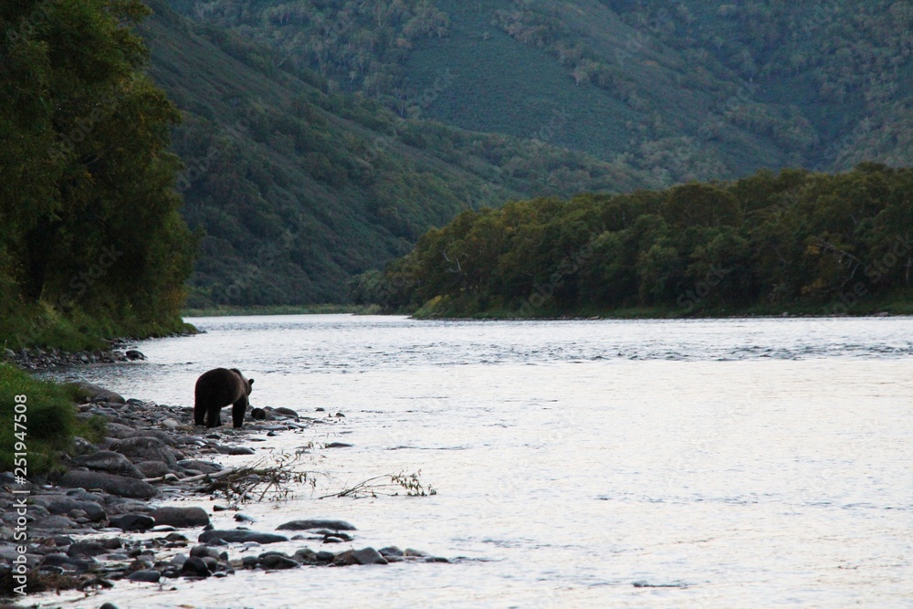 In the early morning, a kamchatka brown bear (Ursus arctos beringianus), also known as the Far Eastern brown bear, is visible on the riverbank of Bystraya Malkinskaya river on the Kamchatka Peninsula. In the early morning, a kamchatka brown bear (Ursus arctos beringianus), also known as the Far Eastern brown bear, is visible on the riverbank of Bystraya Malkinskaya river on the Kamchatka Peninsula.