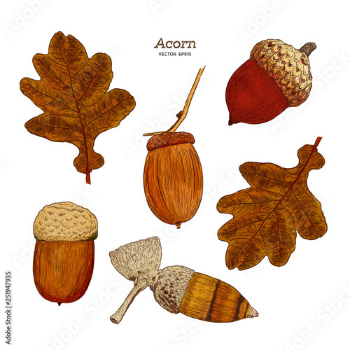 Set of acorn, hand draw sketch vector.