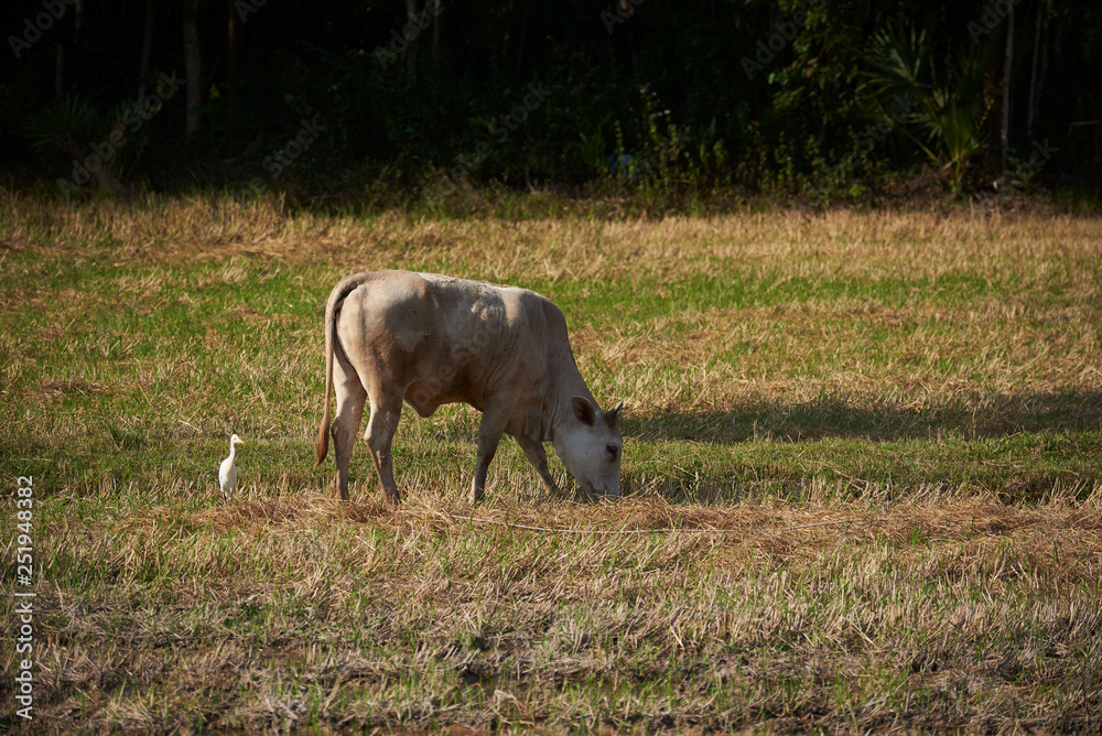 An egret bird and a water buffalo in the green field An egret bird and a water buffalo in the green field