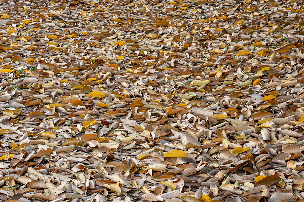 Lots of dry leaves on the ground.