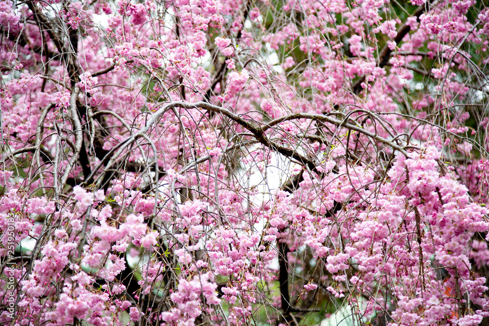 Cherry Blossoms - Sakura Cherry Blossoms - Sakura