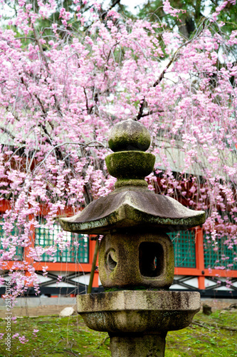  Cherry Blossoms - Sakura