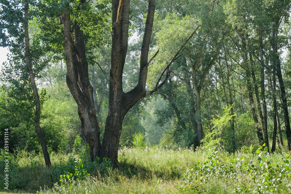 Fototapeta premium trees in the forest