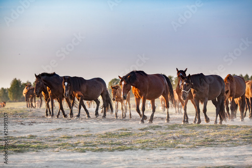 Fototapeta Naklejka Na Ścianę i Meble -  herd of horses running across the field