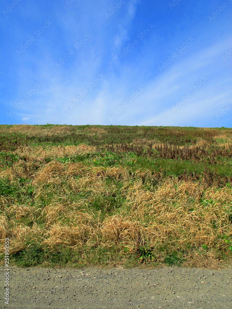 Obraz premium 早春の江戸川の土手風景